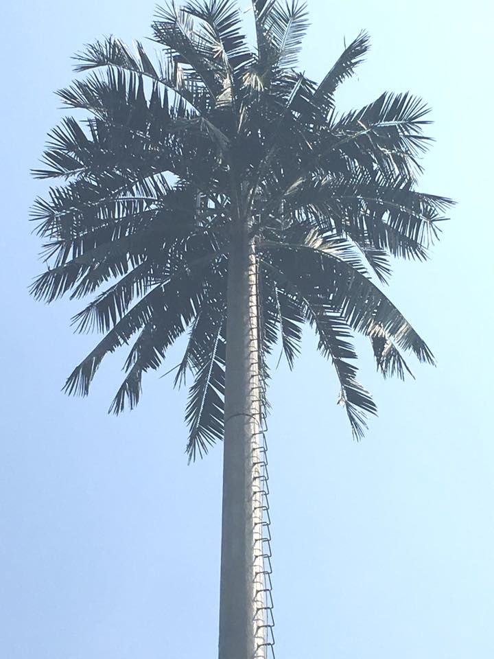 cột anten cây dừa